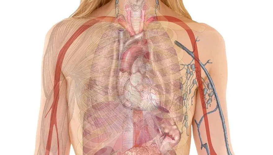 La ligne médiane : définition, anatomie et importance clinique