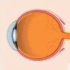 La macula : anatomie, fonction et santé de la zone centrale de la rétine