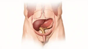 La Prostate : Anatomie, Fonctions et Santé