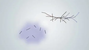 Toxine A de Clostridium difficile