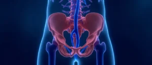 La veine iliaque : anatomie, fonctions et pathologies