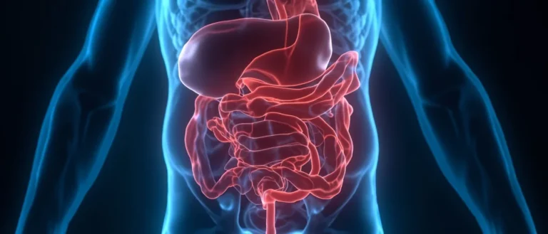 La veine mésentérique supérieure : anatomie et pathologies