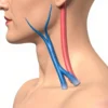 La veine rétromandibulaire : anatomie, trajet et importance clinique