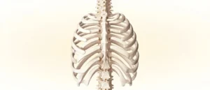 Le col de la côte : anatomie et pathologies