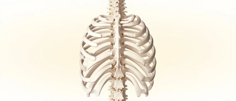 Le col de la côte : anatomie et pathologies