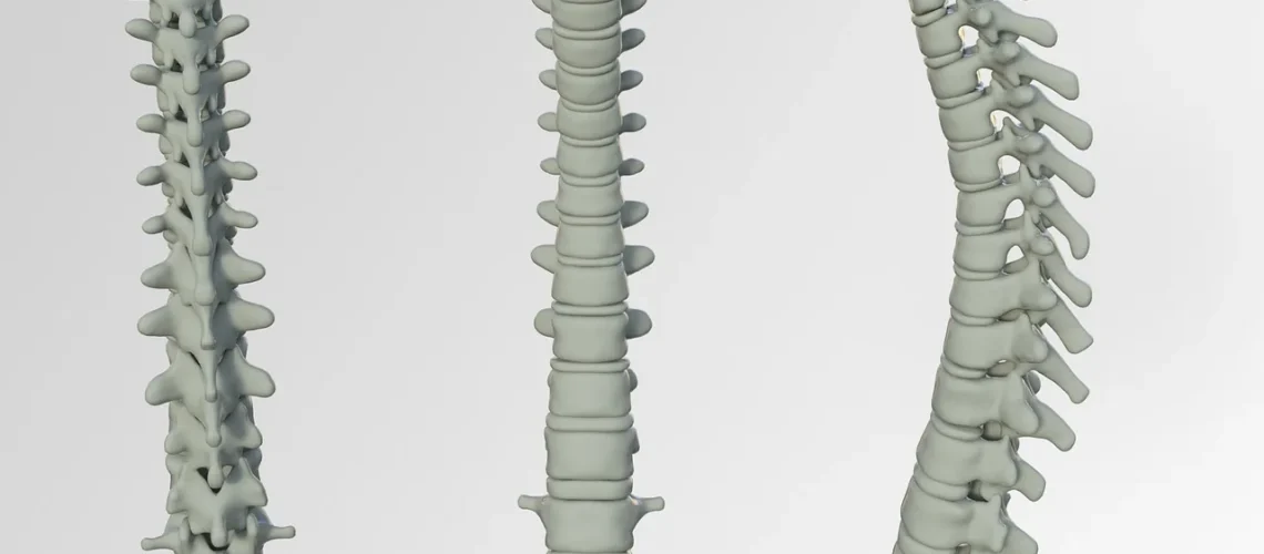 Le corps vertébral : anatomie, fonctions et pathologies