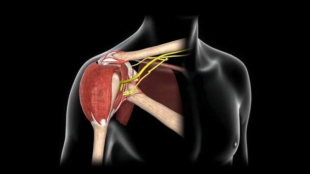 Le deltoïde : anatomie, fonctions, pathologies et exercices : signes et manifestations