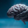 Le gyrus fusiforme : anatomie, fonctions et troubles associés