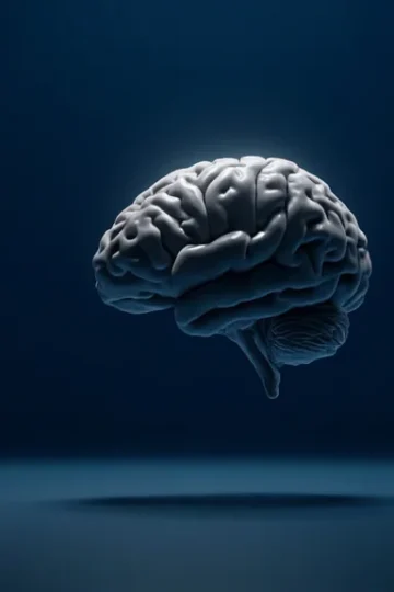 Le Gyrus Temporal Supérieur : Anatomie, Fonctions et Pathologies