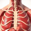 Le médiastin supérieur : anatomie complète d&rsquo;une région thoracique clé