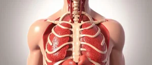 Le médiastin supérieur : anatomie thoracique clé