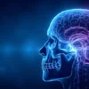 Le Mésencéphale : anatomie, fonctions et pathologies de cette structure cérébrale essentielle