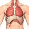 Le muscle transverse du thorax : anatomie, fonction et pathologies