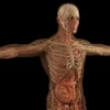 Le muscle uvulaire : anatomie, fonctions et pathologies associées