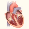 Le Myocarde : Structure, Fonction et Pathologies du Muscle Cardiaque