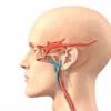Le nerf ophtalmique : anatomie, fonctions et pathologies