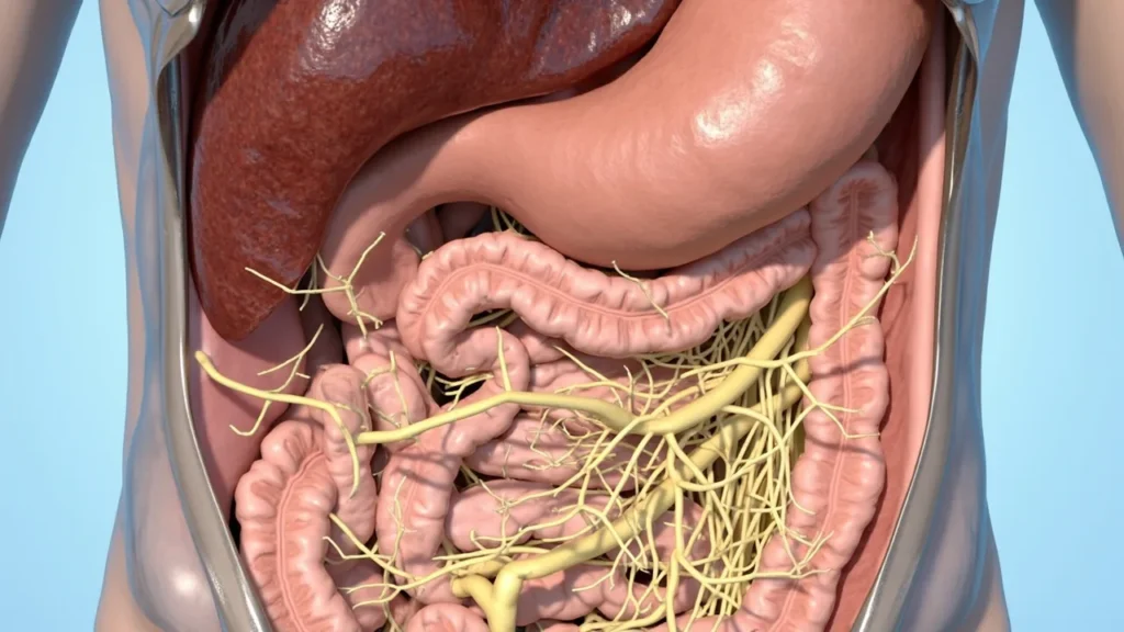 Le nerf vague (X) : anatomie, fonctions et stimulation vagale : prise en charge