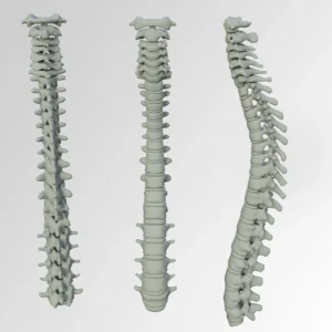 Le noyau pulpeux : anatomie et pathologies