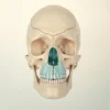 Le Palais Osseux : Anatomie Complète, Structure et Fonctions