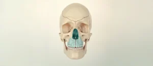 Le Palais Osseux : Anatomie Complète, Structure et Fonctions