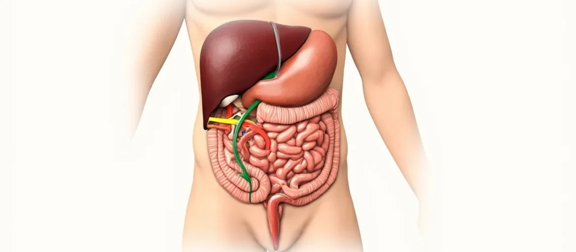 Le péritoine : anatomie complète, fonctions et pathologies de cette membrane essentielle
