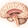 Le quatrième ventricule : anatomie, fonctions et pathologies associées