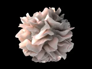 Le Tissu Adipeux : Rôles, Types et Impact sur la Santé