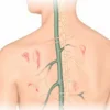 Le tissu conjonctif : structure, fonctions et pathologies