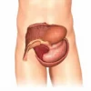 Le trigone vésical : anatomie, fonctions et pathologies