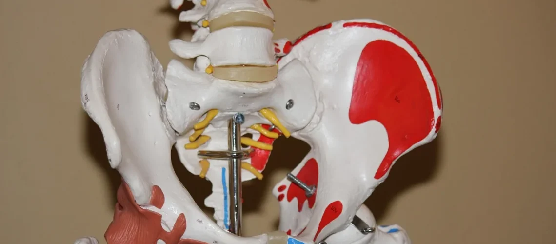 L'épine iliaque postéro-supérieure : anatomie, fonctions et pathologies