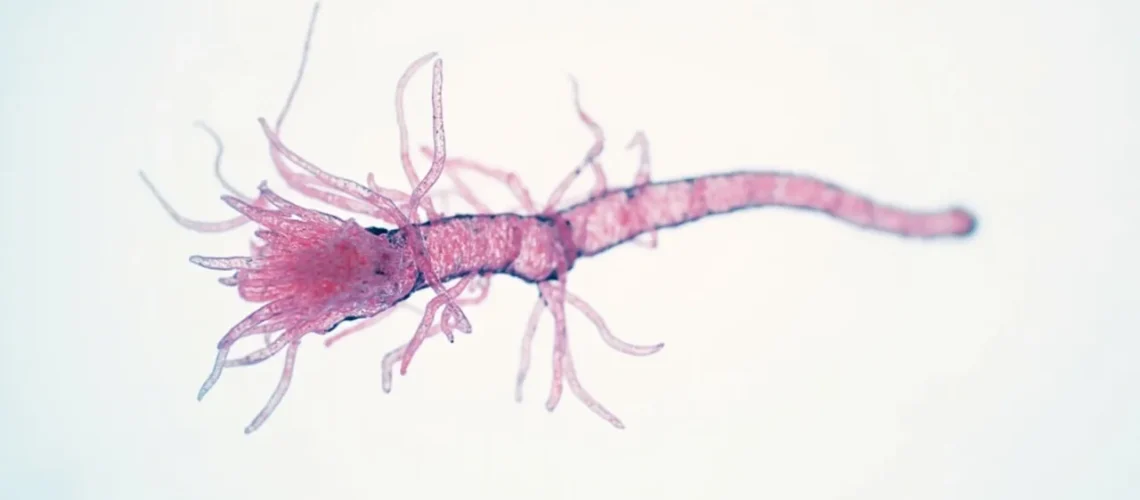 Leptospira interrogans : la bactérie responsable de la leptospirose
