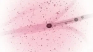 L'érythroblastopénie : une maladie rare de la moelle