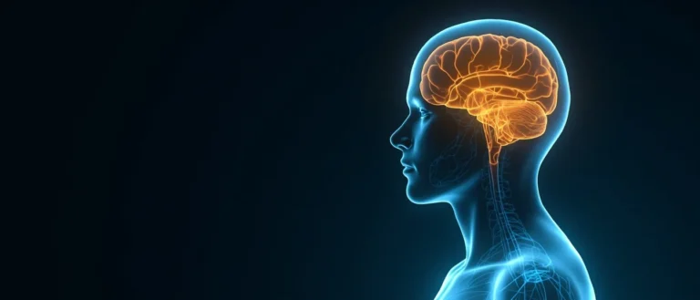 Les cellules corticotropes : anatomie et pathologies