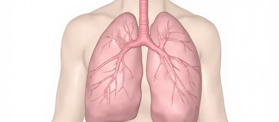 Les Cellules de Clara : Fonctions, Rôle et Importance dans le Système Respiratoire