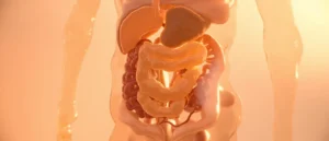 Les cellules PP : rôle, fonctions et pathologies associées