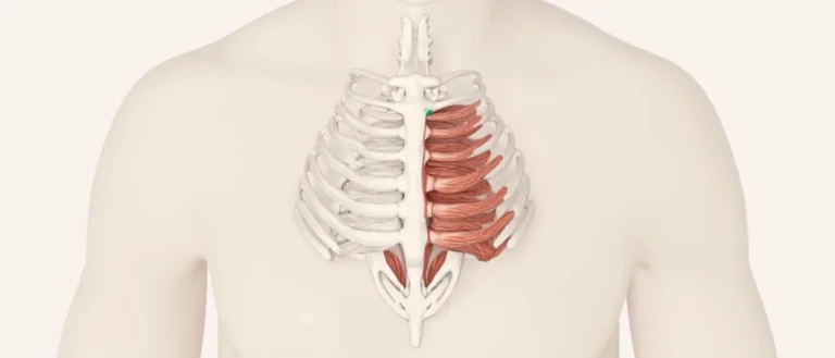 Les intercostaux intimes : anatomie et pathologies