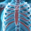 Les muscles intercostaux internes : anatomie, fonctions et pathologies