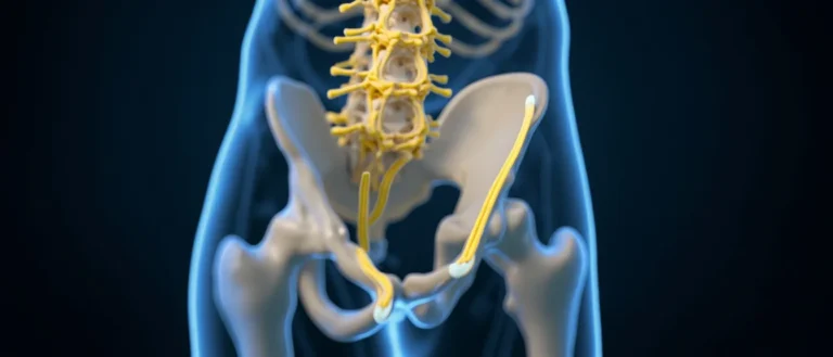 Les nerfs sacrés : anatomie et pathologies
