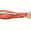 L'extenseur ulnaire du carpe : anatomie, fonction et pathologies