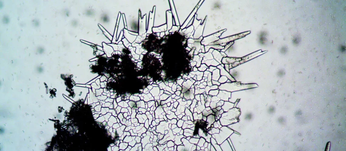 Vue détaillée de spores fongiques et d'hyphes, montrant la structure cellulaire en microbiologie.