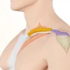 Ligament gléno-huméral : anatomie, fonctions et pathologies