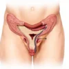 L'urètre membraneux : anatomie, fonction et pathologies associées