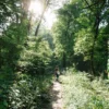 Une personne marchant sur un sentier ensoleillé dans une forêt verdoyante, capturant la tranquillité de la nature.