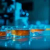 Nocardia otitidiscaviarum : la bactérie opportuniste qu&rsquo;il faut savoir reconnaître