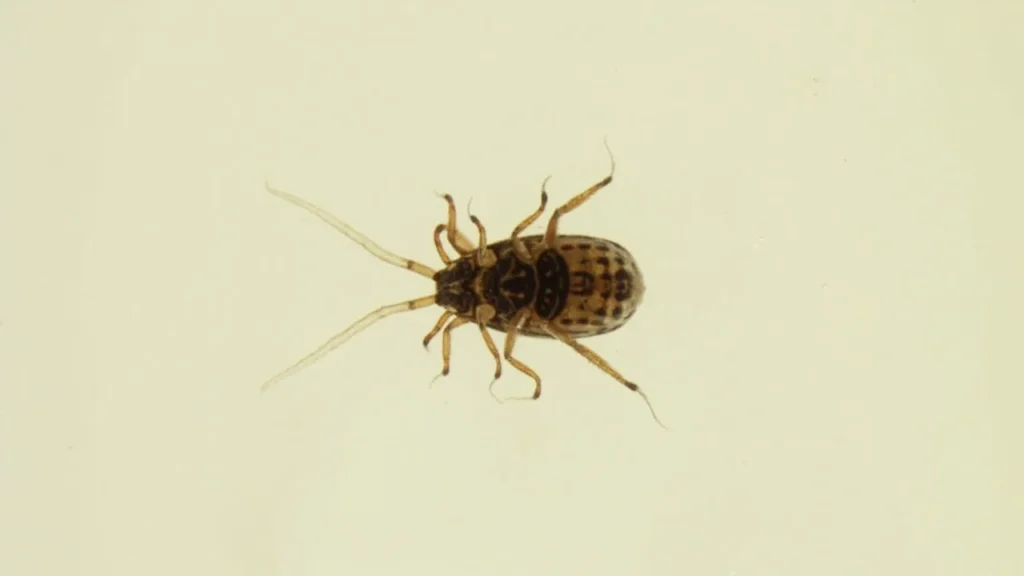 Pediculus humanus capitis : tout savoir sur le pou de tête : prise en charge