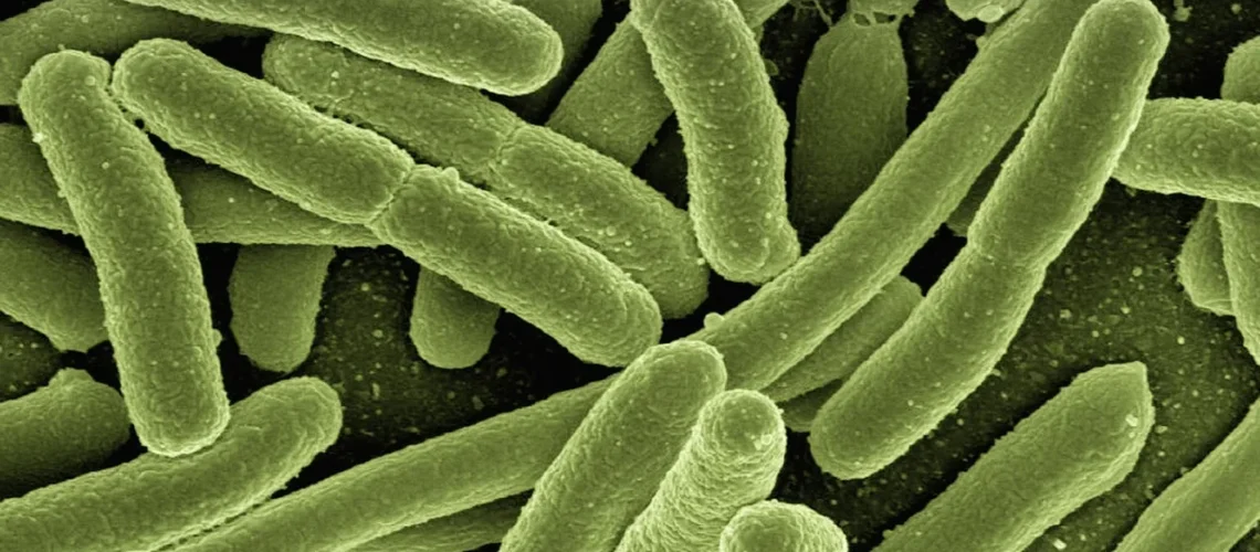 Porphyromonas : comprendre cette bactérie clé de la maladie parodontale