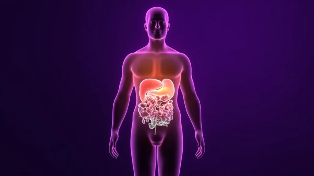 Probiotiques : tout ce qu&rsquo;il faut savoir pour une flore intestinale en santé : vue générale