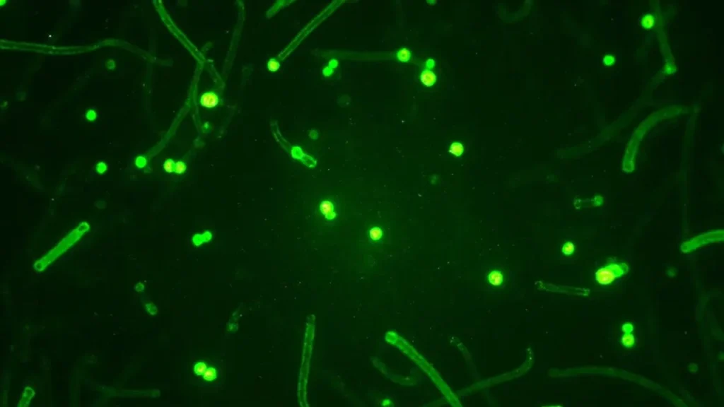 Pseudomonas stutzeri : bactérie opportuniste, infections et traitement : vue générale