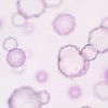 Rotavirus G1 : comprendre le génotype le plus répandu de la gastro-entérite infantile