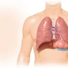 Sinus lymphatique : anatomie, fonction et importance clinique